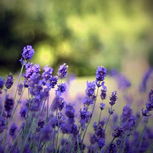 Preview wallpaper flowers, field, nature, herbs, beauty