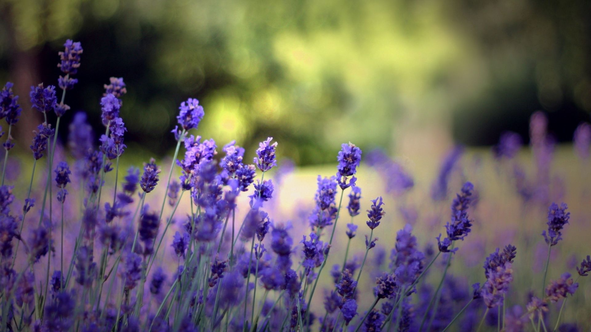 Download wallpaper 1920x1080 flowers, field, nature, herbs, beauty full ...