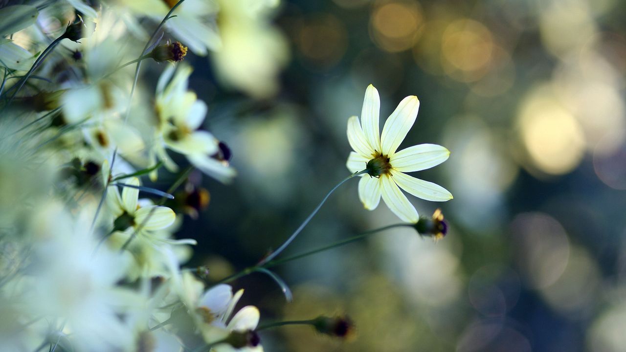 Wallpaper flowers, field, petals, morning