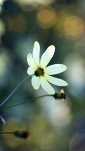 Preview wallpaper flowers, field, petals, morning