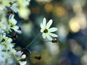 Preview wallpaper flowers, field, petals, morning