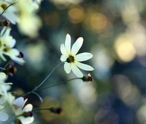 Preview wallpaper flowers, field, petals, morning