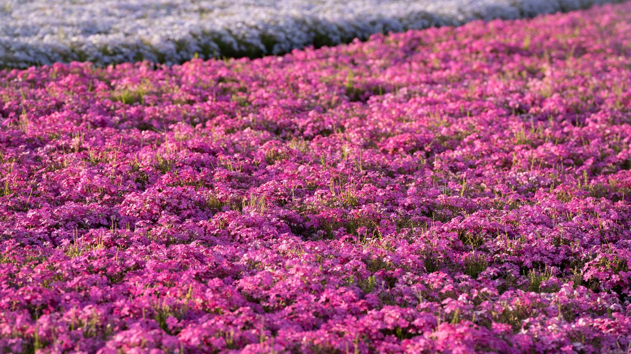 Wallpaper flowers, field, petals, purple, summer