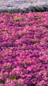 Preview wallpaper flowers, field, petals, purple, summer