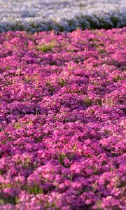 Preview wallpaper flowers, field, petals, purple, summer