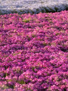 Preview wallpaper flowers, field, petals, purple, summer
