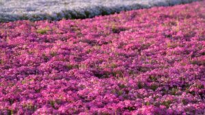 Preview wallpaper flowers, field, petals, purple, summer