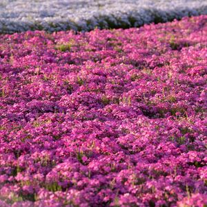 Preview wallpaper flowers, field, petals, purple, summer