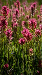 Preview wallpaper flowers, field, plant, summer