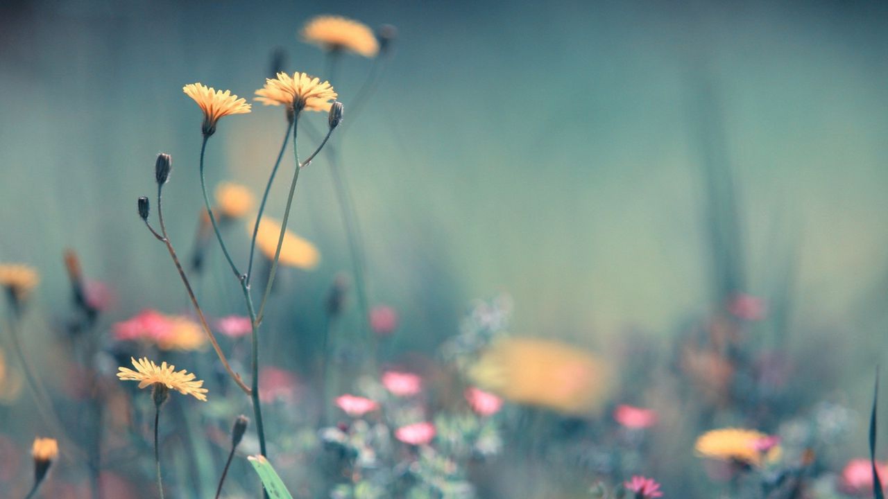 Wallpaper flowers, field, plant