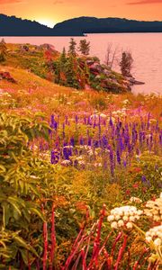 Preview wallpaper flowers, field, sea, mountains, landscape, summer