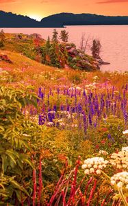 Preview wallpaper flowers, field, sea, mountains, landscape, summer