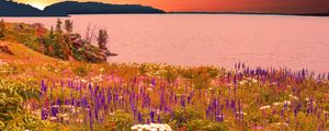 Preview wallpaper flowers, field, sea, mountains, landscape, summer