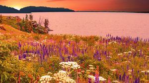 Preview wallpaper flowers, field, sea, mountains, landscape, summer