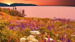 Preview wallpaper flowers, field, sea, mountains, landscape, summer