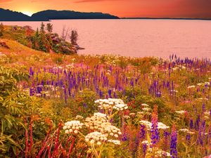 Preview wallpaper flowers, field, sea, mountains, landscape, summer