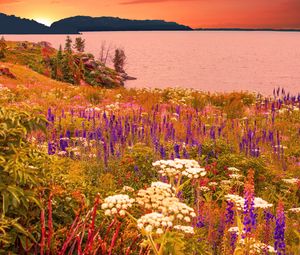 Preview wallpaper flowers, field, sea, mountains, landscape, summer