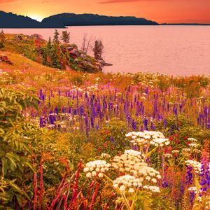 Preview wallpaper flowers, field, sea, mountains, landscape, summer