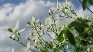 Preview wallpaper flowers, field, sky, clouds, summer