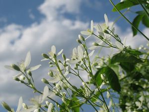 Preview wallpaper flowers, field, sky, clouds, summer