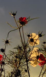 Preview wallpaper flowers, field, sky, overcast, nature