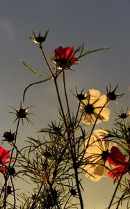 Preview wallpaper flowers, field, sky, overcast, nature