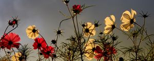 Preview wallpaper flowers, field, sky, overcast, nature