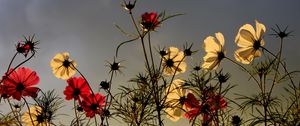 Preview wallpaper flowers, field, sky, overcast, nature