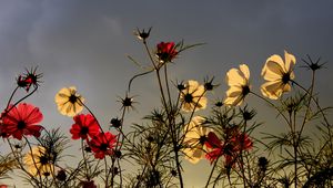 Preview wallpaper flowers, field, sky, overcast, nature