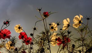 Preview wallpaper flowers, field, sky, overcast, nature