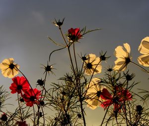 Preview wallpaper flowers, field, sky, overcast, nature