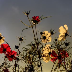 Preview wallpaper flowers, field, sky, overcast, nature