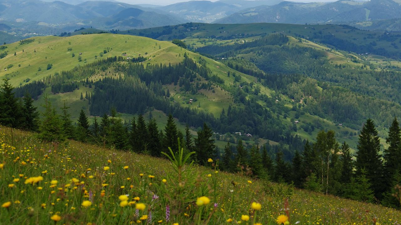 Wallpaper flowers, field, slope, trees, distance