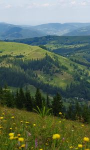 Preview wallpaper flowers, field, slope, trees, distance