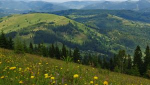 Preview wallpaper flowers, field, slope, trees, distance