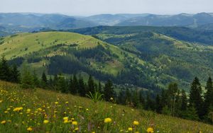 Preview wallpaper flowers, field, slope, trees, distance