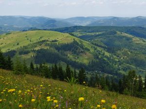 Preview wallpaper flowers, field, slope, trees, distance