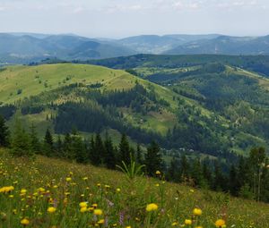 Preview wallpaper flowers, field, slope, trees, distance