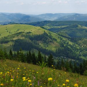 Preview wallpaper flowers, field, slope, trees, distance