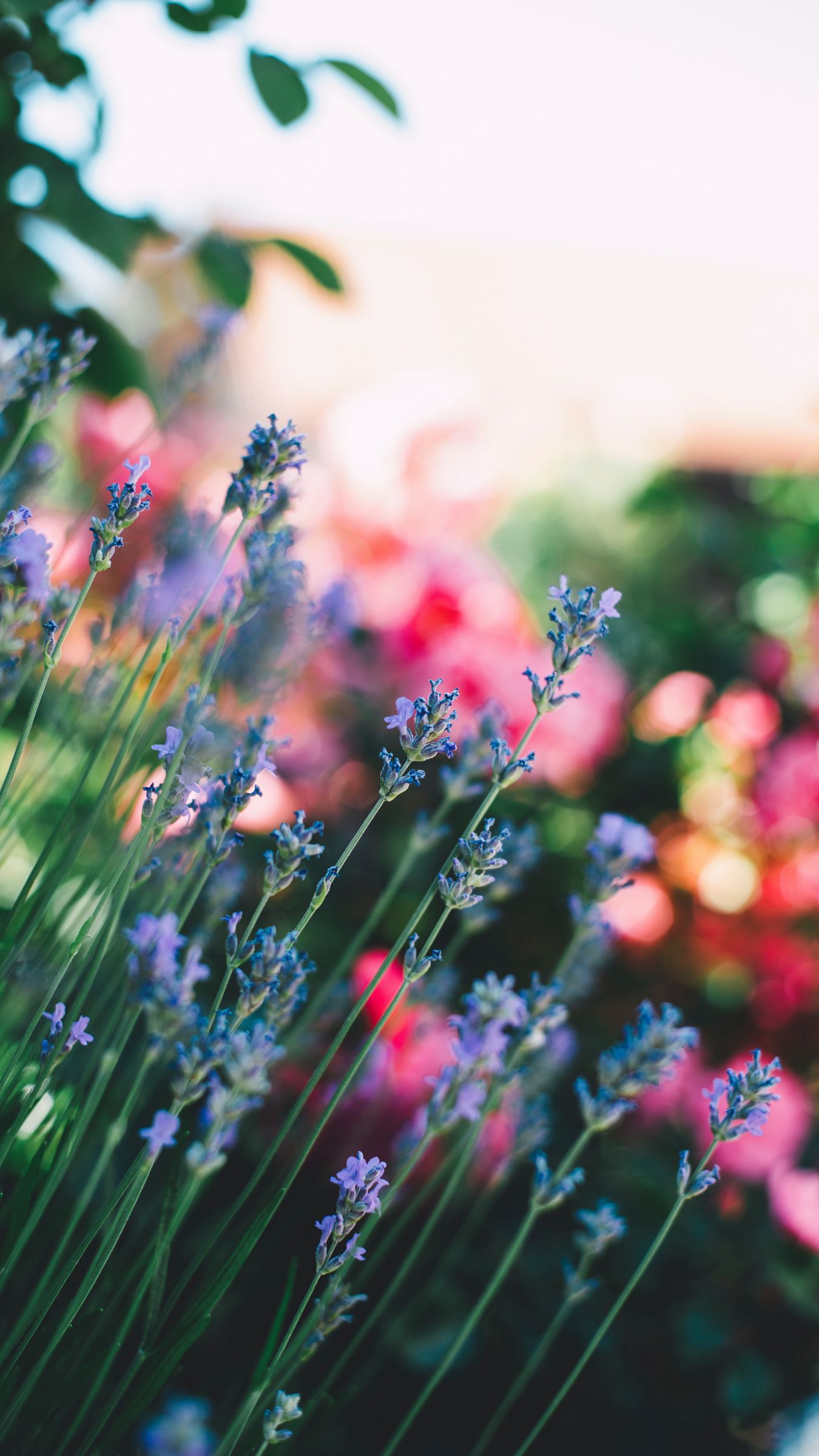 1350x2400 Wallpaper flowers, field, stems, blur