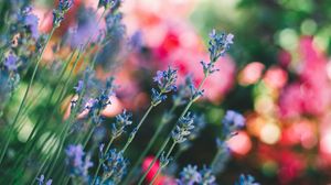 Preview wallpaper flowers, field, stems, blur