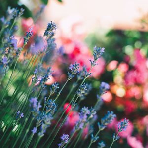 Preview wallpaper flowers, field, stems, blur