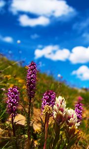 Preview wallpaper flowers, field, summer, flowering, grass, glade