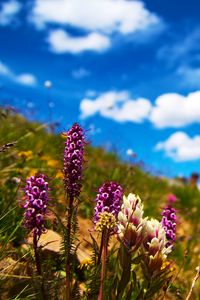 Preview wallpaper flowers, field, summer, flowering, grass, glade