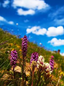 Preview wallpaper flowers, field, summer, flowering, grass, glade