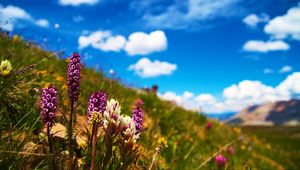 Preview wallpaper flowers, field, summer, flowering, grass, glade