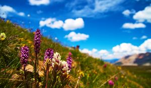 Preview wallpaper flowers, field, summer, flowering, grass, glade