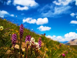 Preview wallpaper flowers, field, summer, flowering, grass, glade