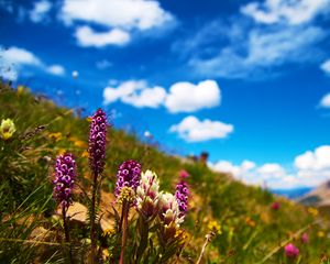 Preview wallpaper flowers, field, summer, flowering, grass, glade