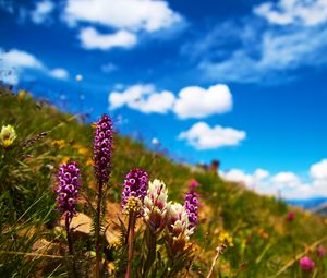 Preview wallpaper flowers, field, summer, flowering, grass, glade